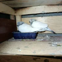 کبوتر|پرنده|قشم, |دیوار