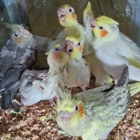 جوجه عروس هلندی رام و با کیفیت بالا|پرنده|کرمان, |دیوار