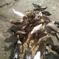 قوغاز سفید نژاد لیندا نروقو غاز دورگ ماده۲عدد