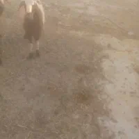بره نر
