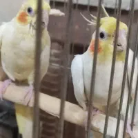 عروس هلندی لوتینو مولد با جوجه