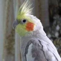 عروس هلندی