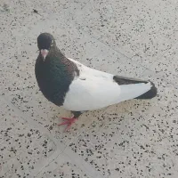 سینه سیاه، سینه مشکی، زاغ کاکلی|پرنده|مشهد, فارغ التحصیلان|دیوار