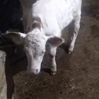 گاو سیمیتال|حیوانات مزرعه|سراجو, |دیوار