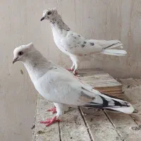 بور بوری کاکلی دم سفید