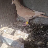 ماده زرد کرمانی فروشی|پرنده|تربتحیدریه, کلاته توکلی|دیوار