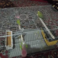 مرغ عشق