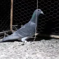 کبوتر چاپی ماده وحشی