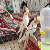 عروس پاریس در حمیدیه