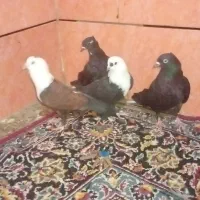 کفتر رنگی