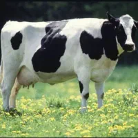 حسابدار تمام وقت جهت کار در دامداری صنعتی