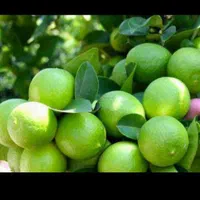 آبلیموی طبیعی به شرط|خوردنی و آشامیدنی|قم, منبع آب|دیوار