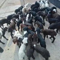 بره شیری