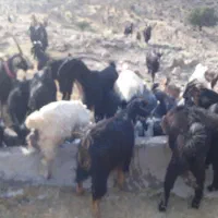 یه کهره نر