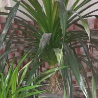 گل پاندانوس|گل و گیاه طبیعی|شهریار, شهریار|دیوار