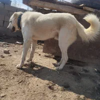 سگ گله با اصالت