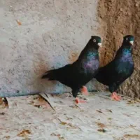 زاغ کلاهی بازیکن معاوضه