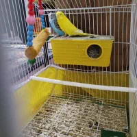 مرغ عشق باقفس چهارتا هم تخم دارن