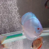 ۷ عدد دیسکس|ماهی|مشهد, شهید رضوی|دیوار