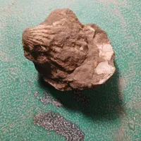 سنگ قیمتی|کلکسیون اشیاء عتیقه|گل تپه, |دیوار