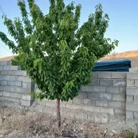 فروش باغچه شهری دشت ارژن