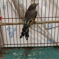 سهره ماده|پرنده|کرج, کمال‌شهر|دیوار