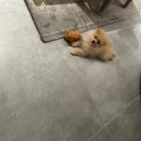 پاپی پامرین اصل