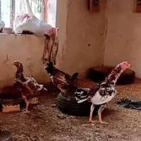 تخم مرغ نطفه دار لاری  وجوجه فروشی