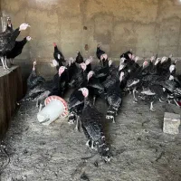 بوقلمون|حیوانات مزرعه|سنقر, |دیوار