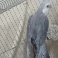 عروس هلندی|پرنده|قم, در بهشت|دیوار