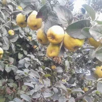 به گلیداغ