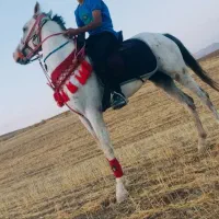 اسب درجه یک