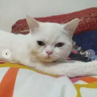 گربه فروشی|گربه|نرماشیر, |دیوار