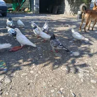 کبوتر|پرنده|میناب, |دیوار