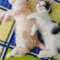 واگذاری بچه گربه
