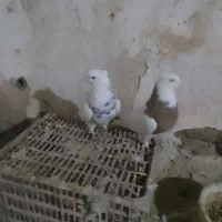 فروش یه جفت طوقی نرو ماده کاکل میخ درشت|پرنده|قروه, |دیوار