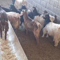 ۱۷ عدد بزغاله سالم به ضمانت|حیوانات مزرعه|رضویه, |دیوار