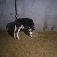 گوساله ماده