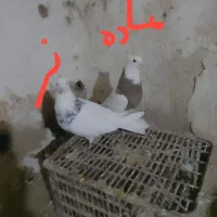 فروش یه جفت طوقی نرو ماده  کاکل میخ درشت