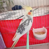 عروس هلندی