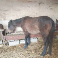 کره مادیان 6ماهه