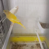 ماده قناری کاکل|پرنده|شهرضا, |دیوار