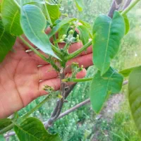 نهال|خدمات باغبانی و درختکاری|نورآباد, |دیوار