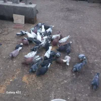 یک چخ کبوتر هوایی