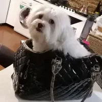 لوازم نگهداری سگ