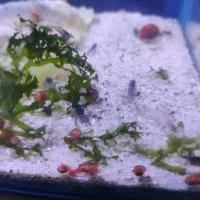 کامبارلوس لجن خوار میگو شیریمپ