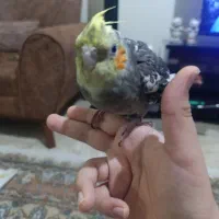 عروس هلندی رام دستی سخنگو