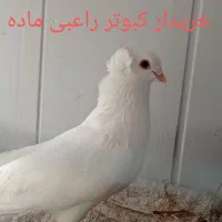 کبوتر