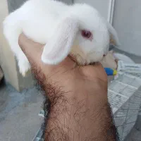 خرگوش لوپ|موش و خرگوش|مهاباد (آذربایجان غربی), |دیوار