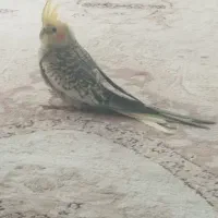 عروس هلندی گمشده مژدگانی